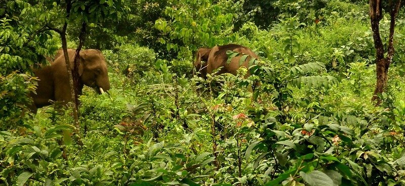 Buxa Tiger Reserve, Alipurduar