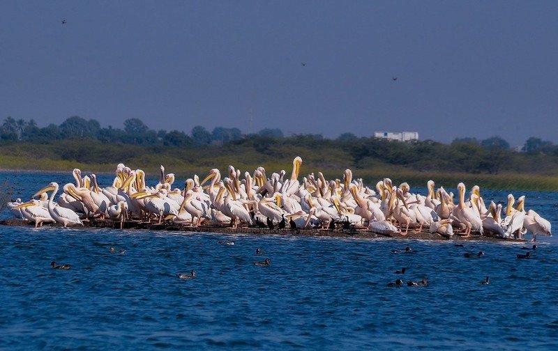 Khijadiya Bird Sanctuary, Jamnagar