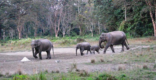 Jaldapara Wildlife Sanctuary, Jalpaiguri