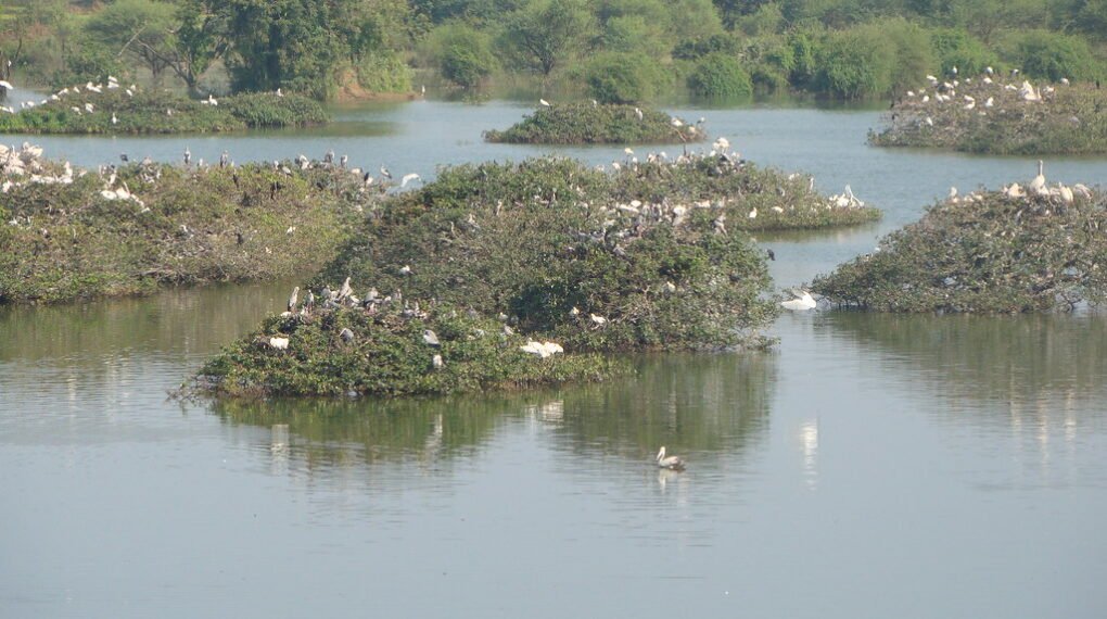 Vedanthangal Bird Sanctuary, Chengalpattu
