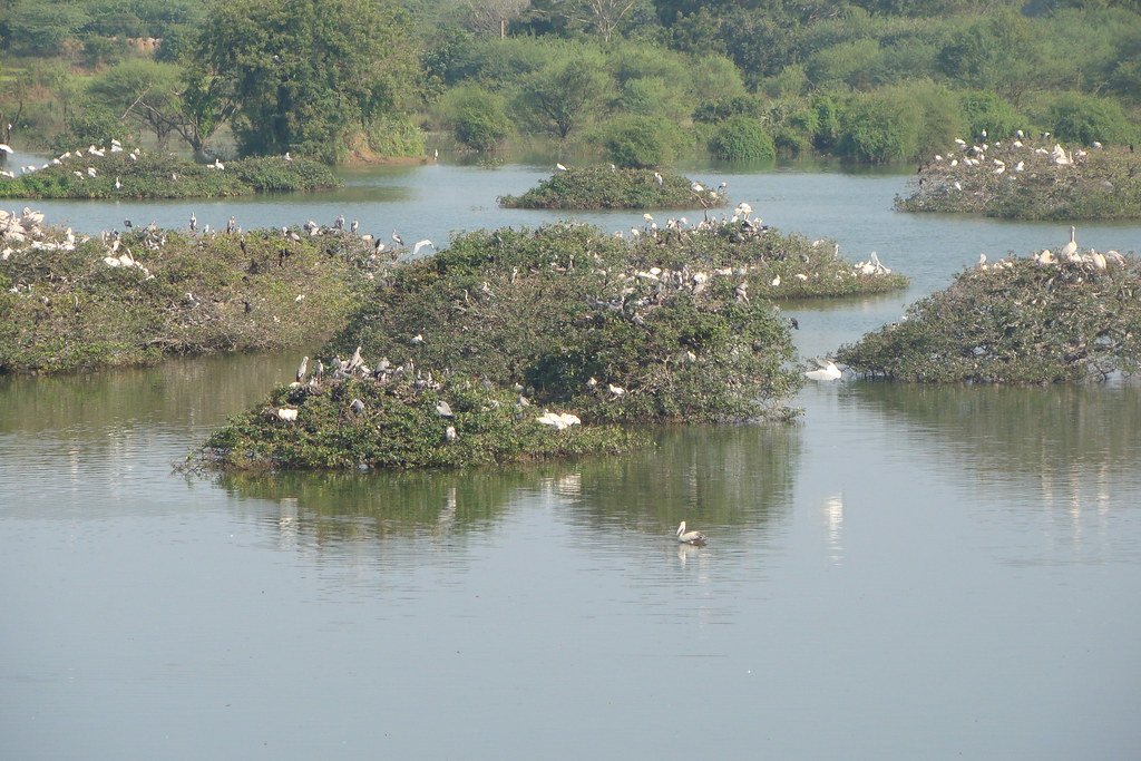 Vedanthangal Bird Sanctuary, Chengalpattu