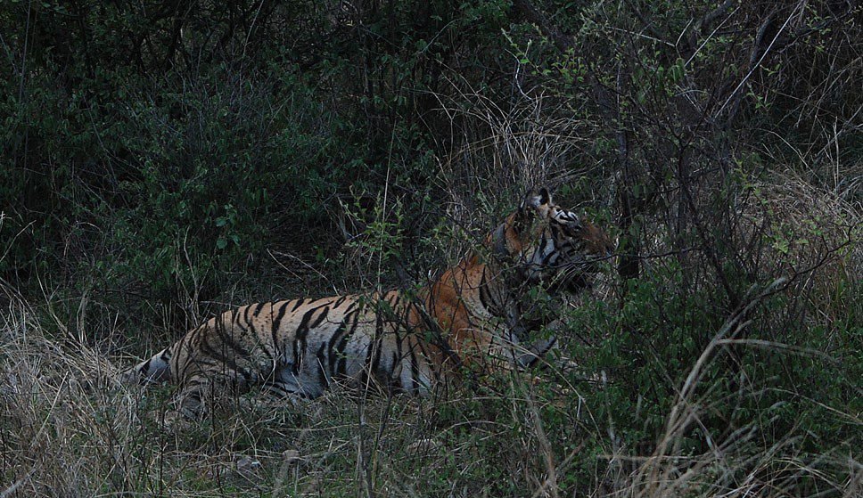 Sariska Tiger Reserve, Alwar