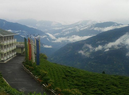 Temi Tea Garden, South Sikkim