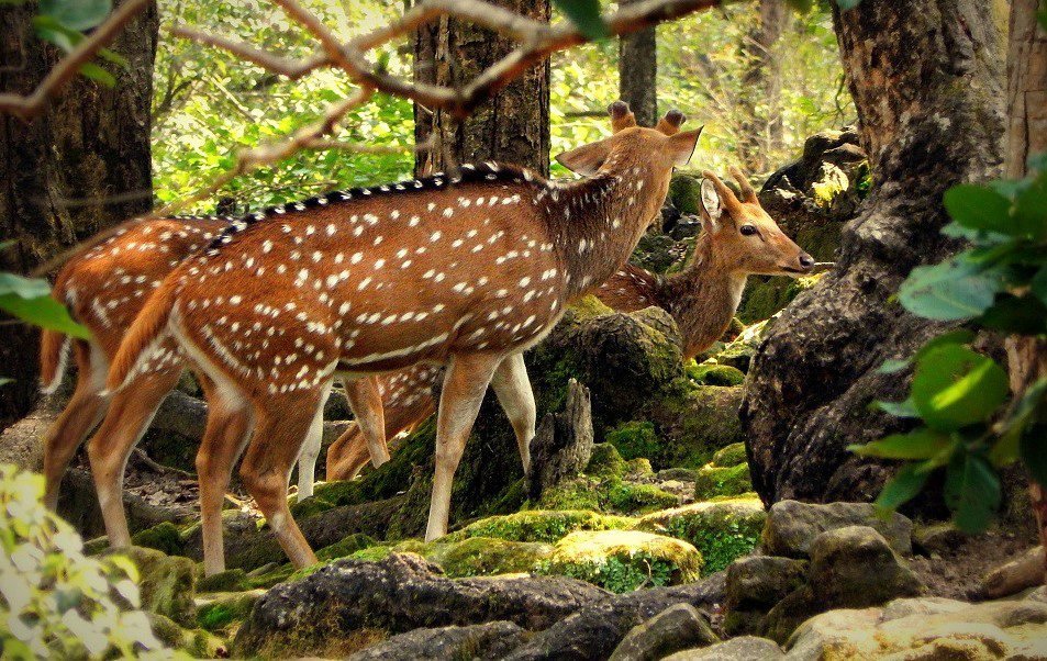 Malsi Deer Park, Dehradun