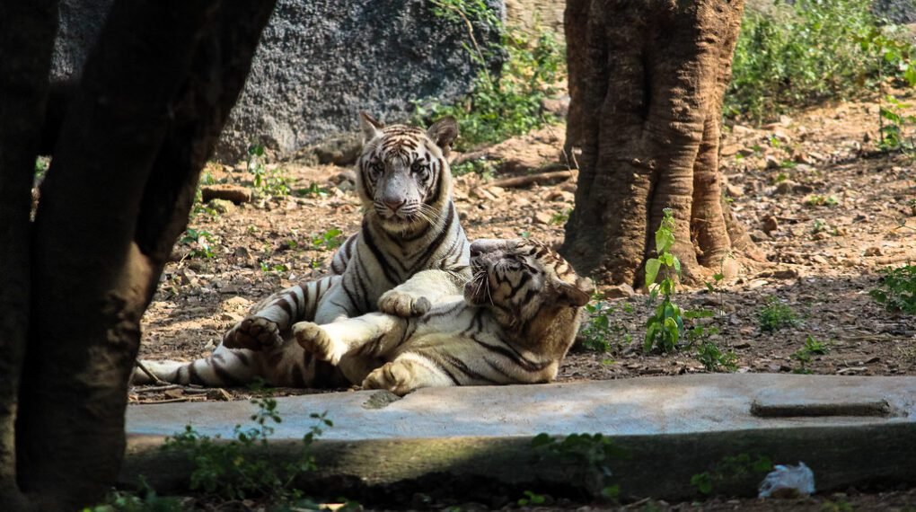 Arignar Anna Zoological Park, Chennai