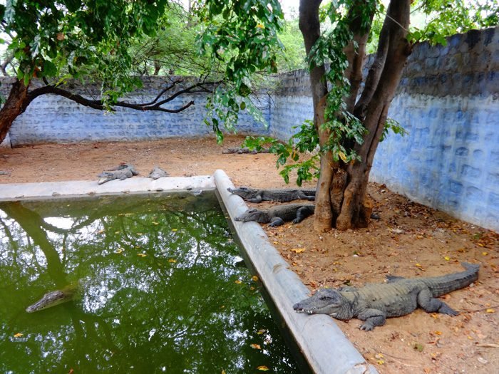 Crocodile Rehabilitation Centre, Dharmapuri