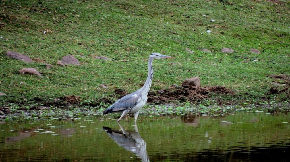 Van Vihar National Park, Bhopal